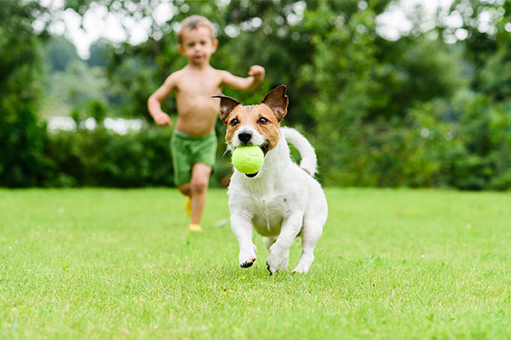 Basic Lawn Care Tips